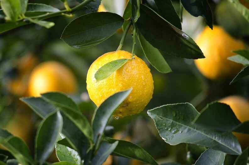 Lemon to increase potential