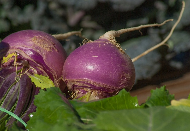 Radish for potential